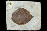 Fossil Leaf (Davidia) - Montana #113258-1